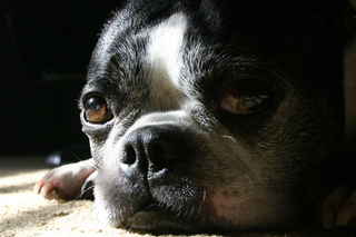 Illustration for article titled Shooting Challenge Pets Gallery 4